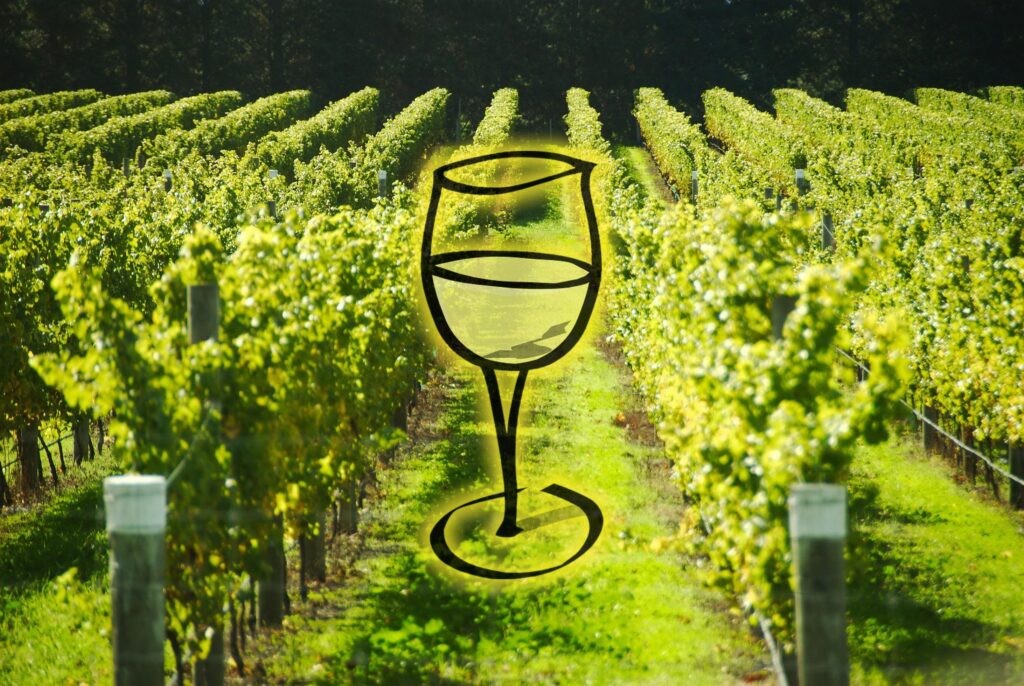 PASO ROBLES’ WHITE WINE RENAISSANCE: MEDITERRANEAN VARIETIES AND THE RISE OF A NEW IDENTITY