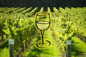PASO ROBLES’ WHITE WINE RENAISSANCE: MEDITERRANEAN VARIETIES AND THE RISE OF A NEW IDENTITY