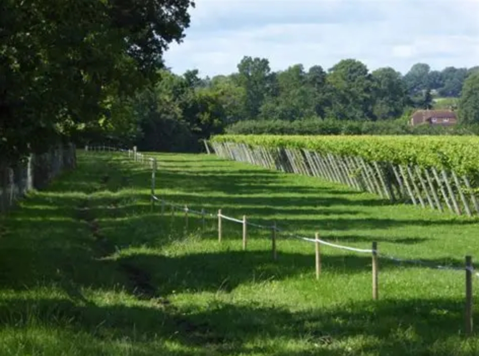 Bacchus, the little grape that could: an English wine success story
