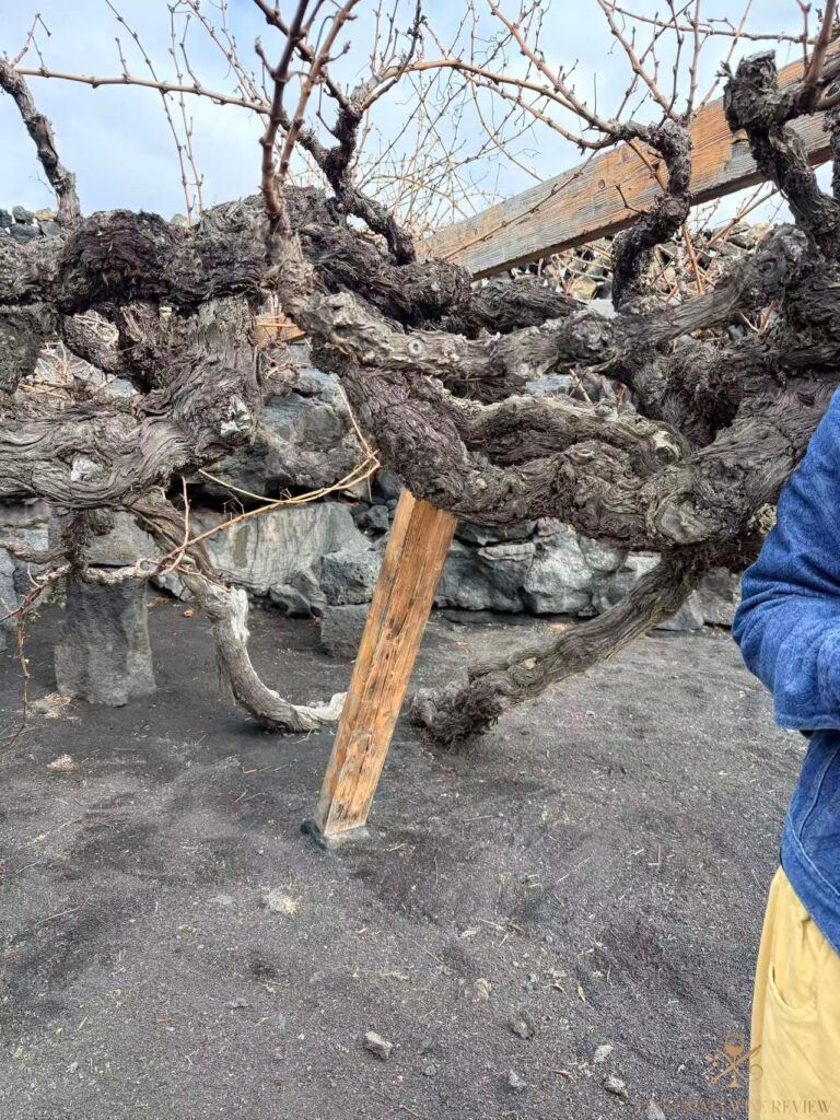 Lanzarote: Wines Growing From Volcanic Ash