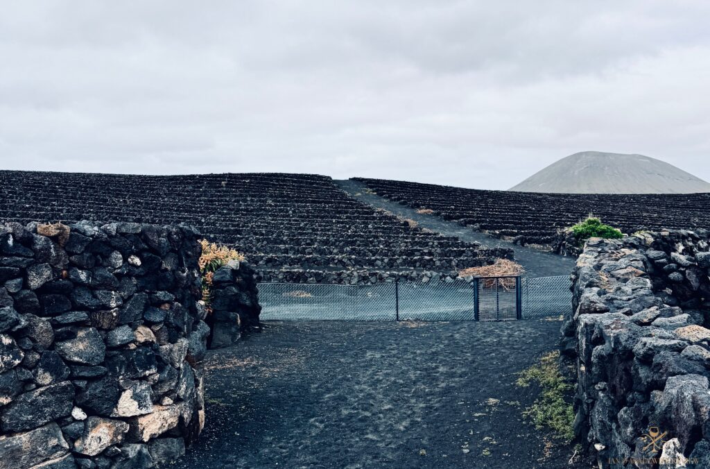 Lanzarote: Wines Growing From Volcanic Ash